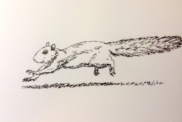 squirrel in a hurry