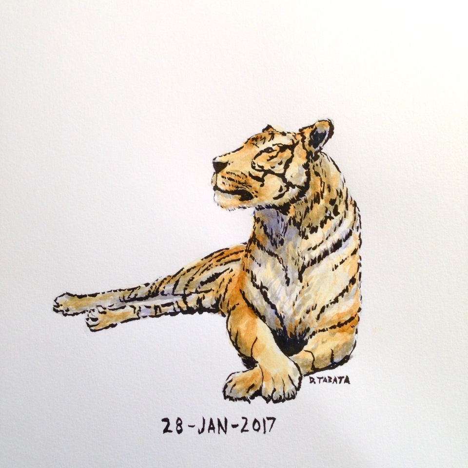 Pen and watercolor drawing of a tiger