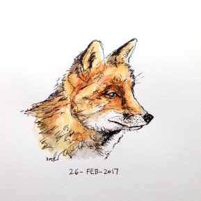 Pen and watercolor drawing of a fox