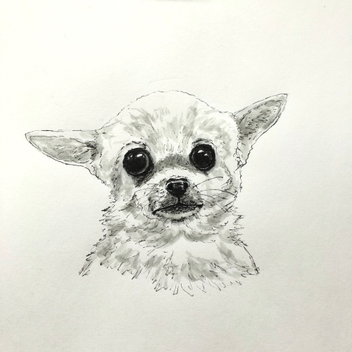 Pen and Ink Chihuahua